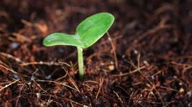 Timeline: Experiments Spontaneous Generation_Ariadna_Guinart