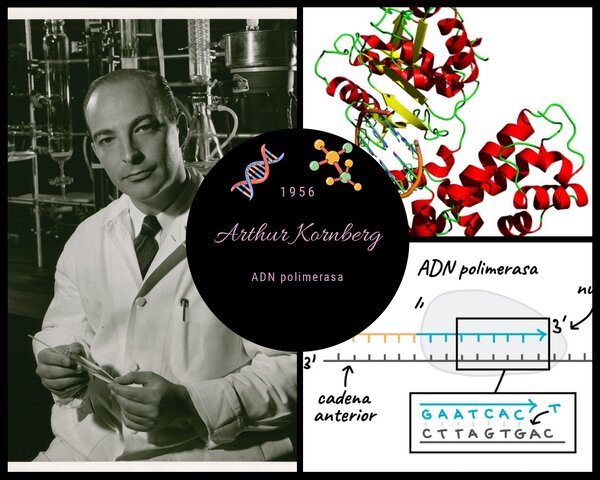 Arthur Kornberg (ADN Polimerasa)