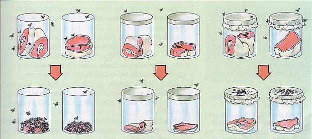 Redi's experiment