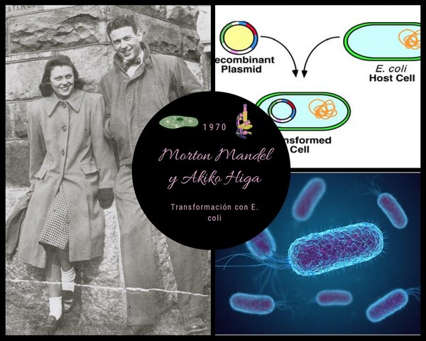 Morton Mandel y Akiko Higa (E. coli)