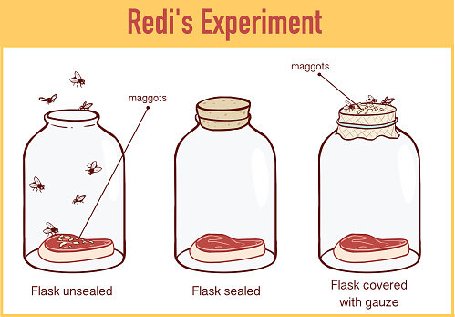 REDI’S EXPERIMENT