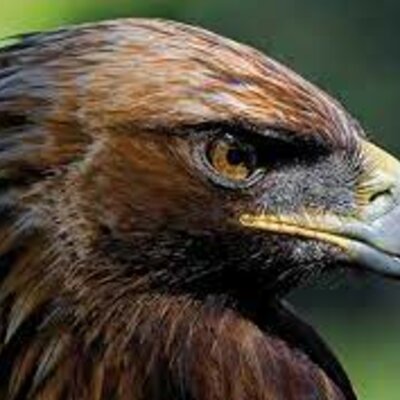 Timeline: ÁGUILA IMPERIAL