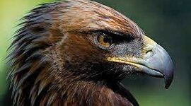 Timeline: ÁGUILA IMPERIAL