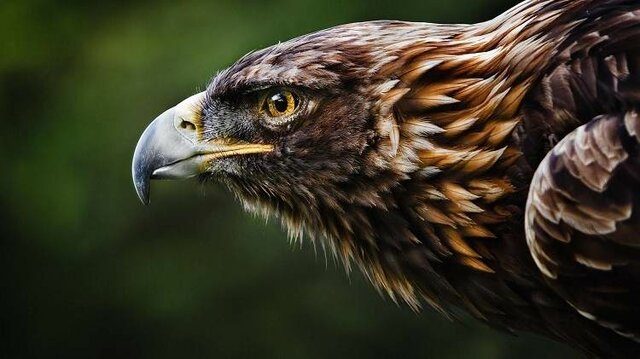 PERSECUCIÓN ÁGUILA IMPERIAL