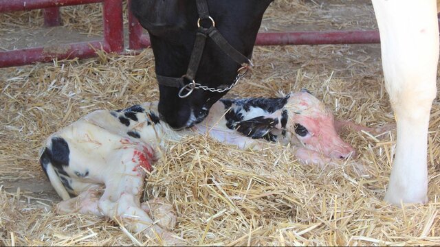 Calving (1)
