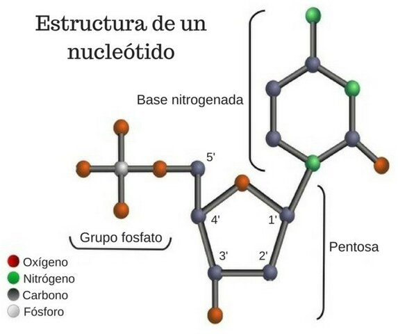 DNAren osaeraren identifikazioa