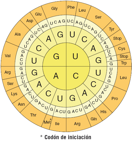 Kode genetikoaren determinazioa