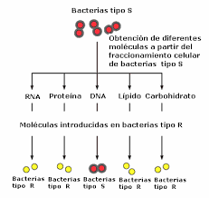 Averyren esperimentua