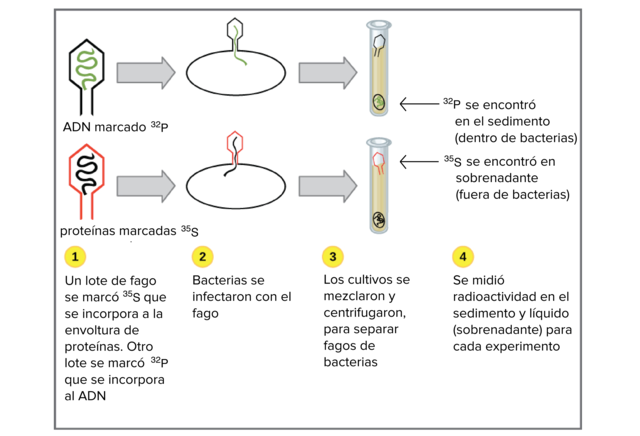 Hershey eta Chaseren esperimentua