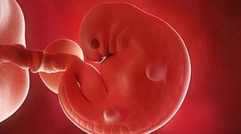 Timeline: Linea de Tiempo del desarrollo fetal