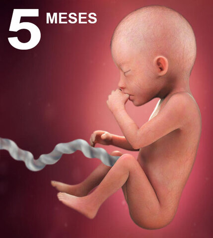 5 meses