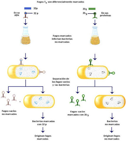 Hershey eta Chaseren esperimentuak