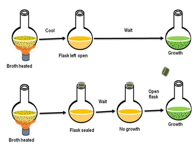 Spallanzani's experiment