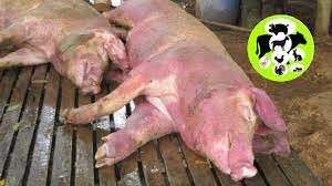 Hog Cholera