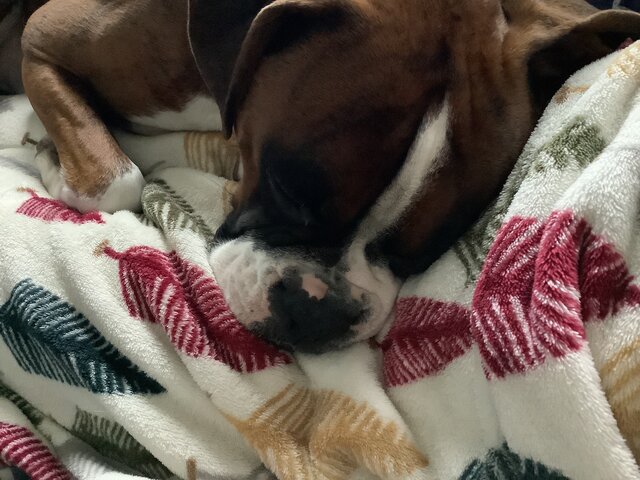 Getting our Dog Tyson