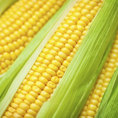 Timeline: History of Corn