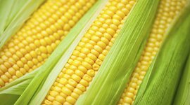 Timeline: History of Corn