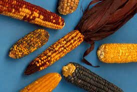 Characteristics of Corn
