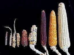 Changes of Corn
