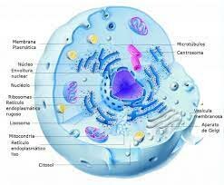 Cells in all living organisms.