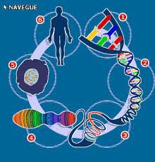 Human Genome