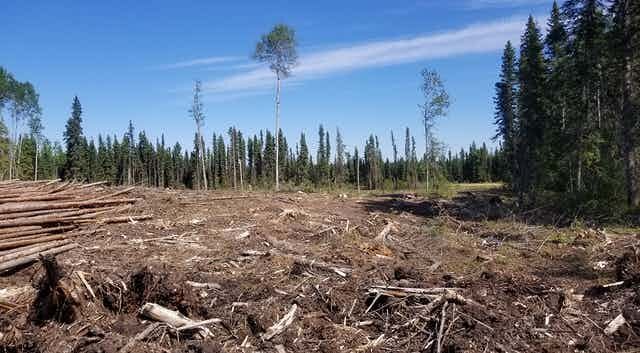 Decline of the Fur Market