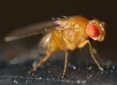 PRINCIPIOS BASICOS DE LA GENETICA