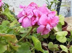 HIBRIDACION DE PLANTAS