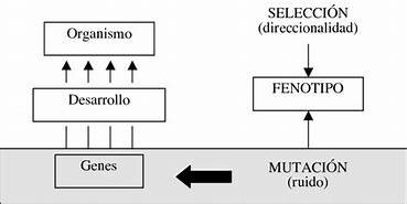 SINTESIS EVOLUTIVA MODERNA