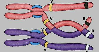 ENTRECRUZAMIENTO CROMOSOMICO