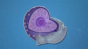 NUCLEO DE LAS CELULAS