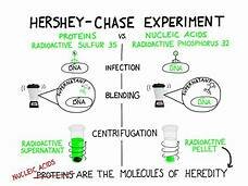 EXPERIMENTO HERSHEY-CHASE