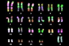 DETERMINACION DEL NUMERO DE CROMOSOMAS