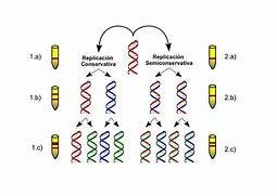 EXPERIMENTO MESELSON-STAHL