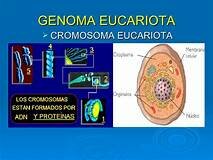 GENOMA EUCARIOTA