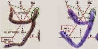 Técnicas Grafoscopicas