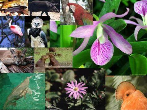 Convención internacional para la conservación de la flora y fauna