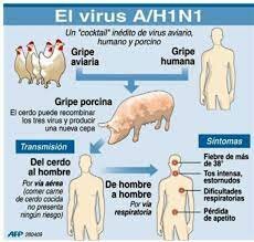 El brote de gripe porcina