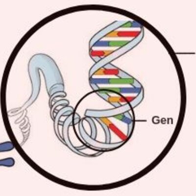Timeline: Timeline Descubrimiento del ADN