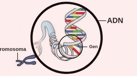 Timeline: Timeline Descubrimiento del ADN