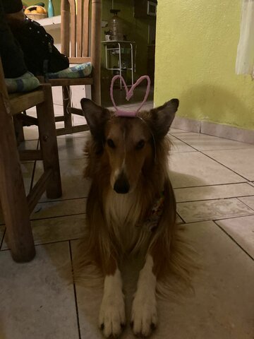 Llega la mascota a la que mas quiero