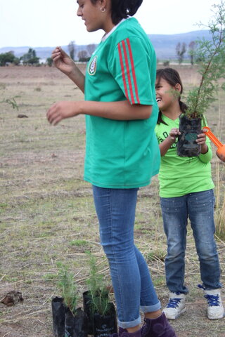 Plantando arboles