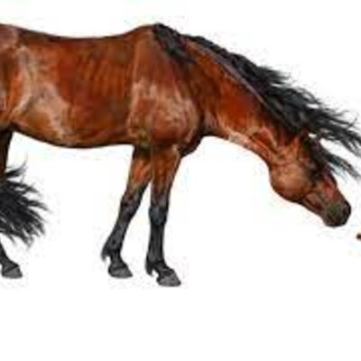 Timeline: la evolucioń de los caballos