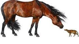 Timeline: la evolucioń de los caballos