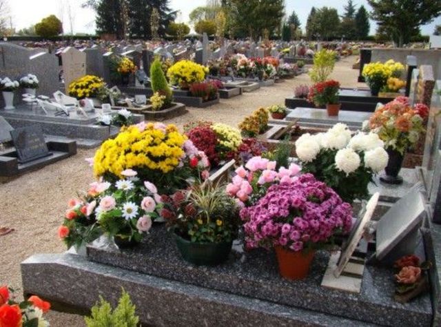 Les chrysanthèmes et la Toussaint