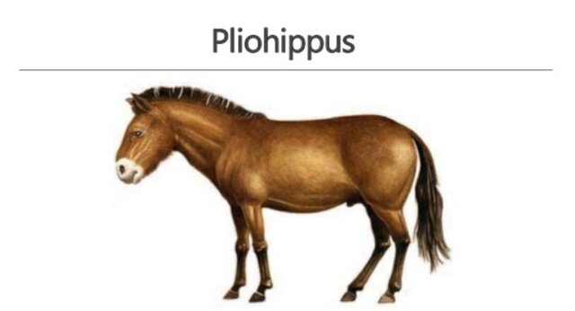 pliohippus