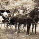 Horseandbuggy 1910