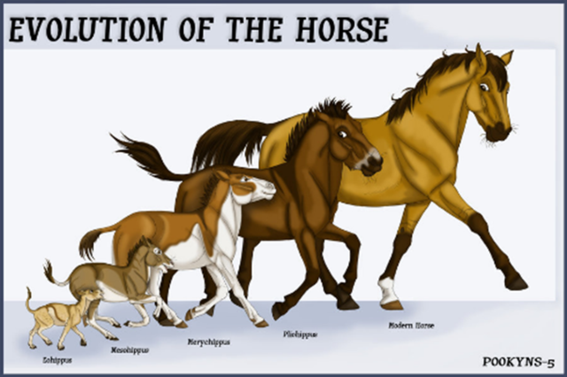 Domesticated Horses