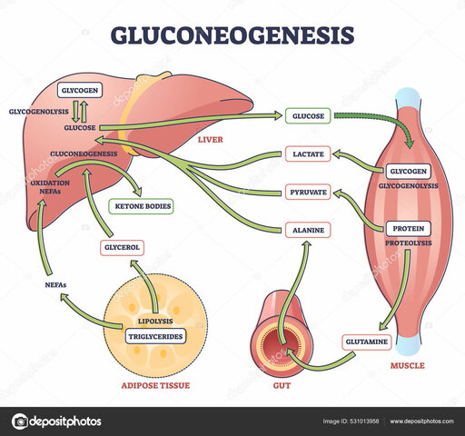Gluconeogenesis
