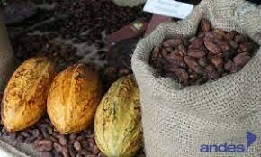 Crisis económica financiera por caída de precios del cacao: